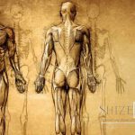 Formation Anatomie et Physiologie